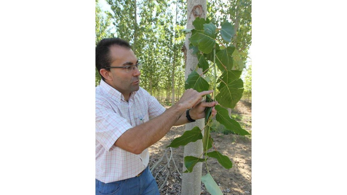 La planta de cogeneración se abastecerá de las plantaciones de chopos que se han sembrado en la comarca.
