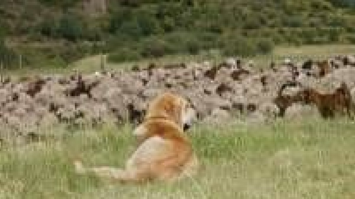 Las garrapatas suelen localizarse en zonas verdes, bosques, jardines, arbustos...
