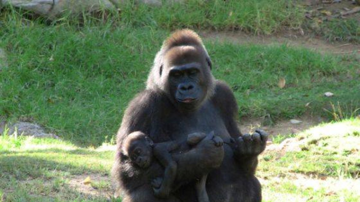 Kamilah 8 La hembra, que vive en el zoo de San Diego, ha sido el individuo analizado en el trabajo.