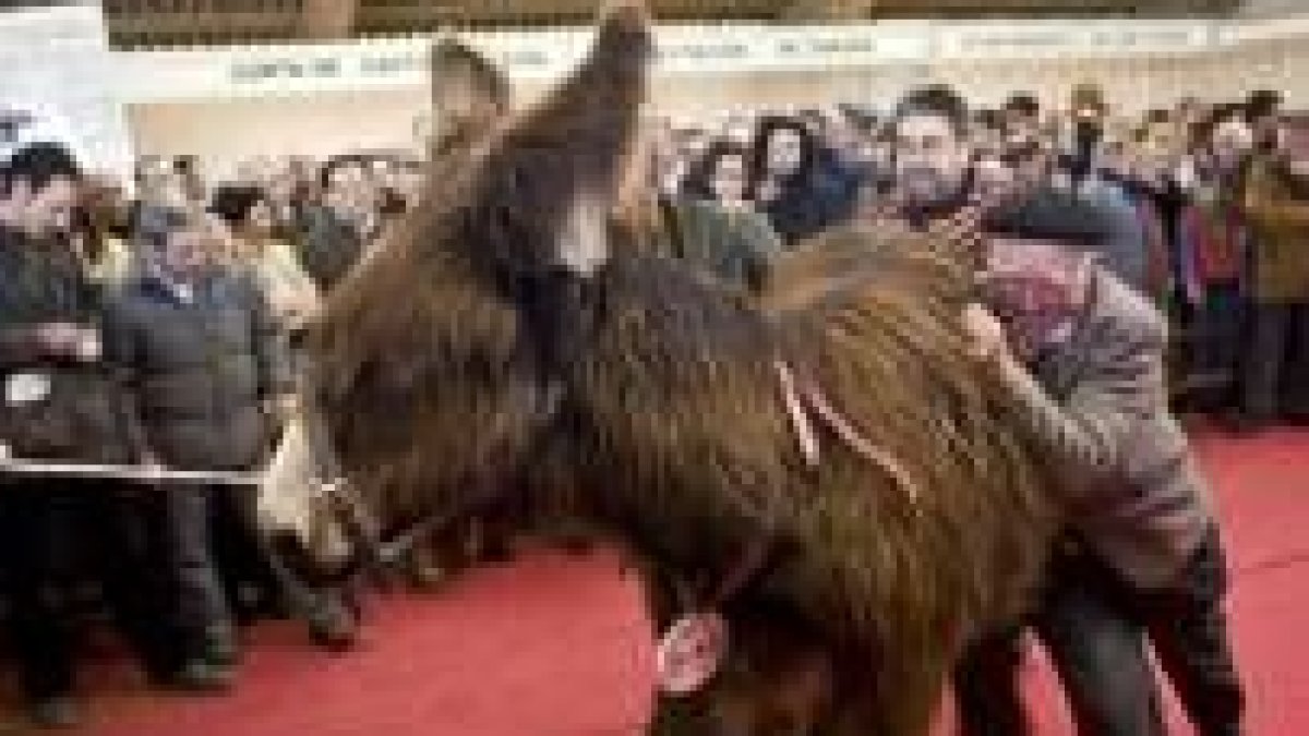 La subasta contó con momentos muy divertidos