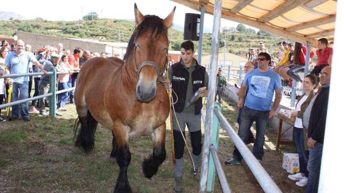 Uno de los ejemplares ganadores en la última feria, que cada año se celebra a mediados de septiembre. CAMPOS
