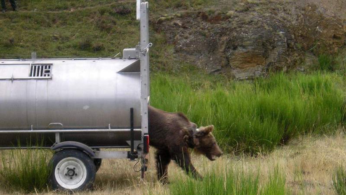 Puesta en libertad de la osa que fue encontrada el pasado 8 de julio en el término municipal de Cervera de Pisuerga (Palencia).
