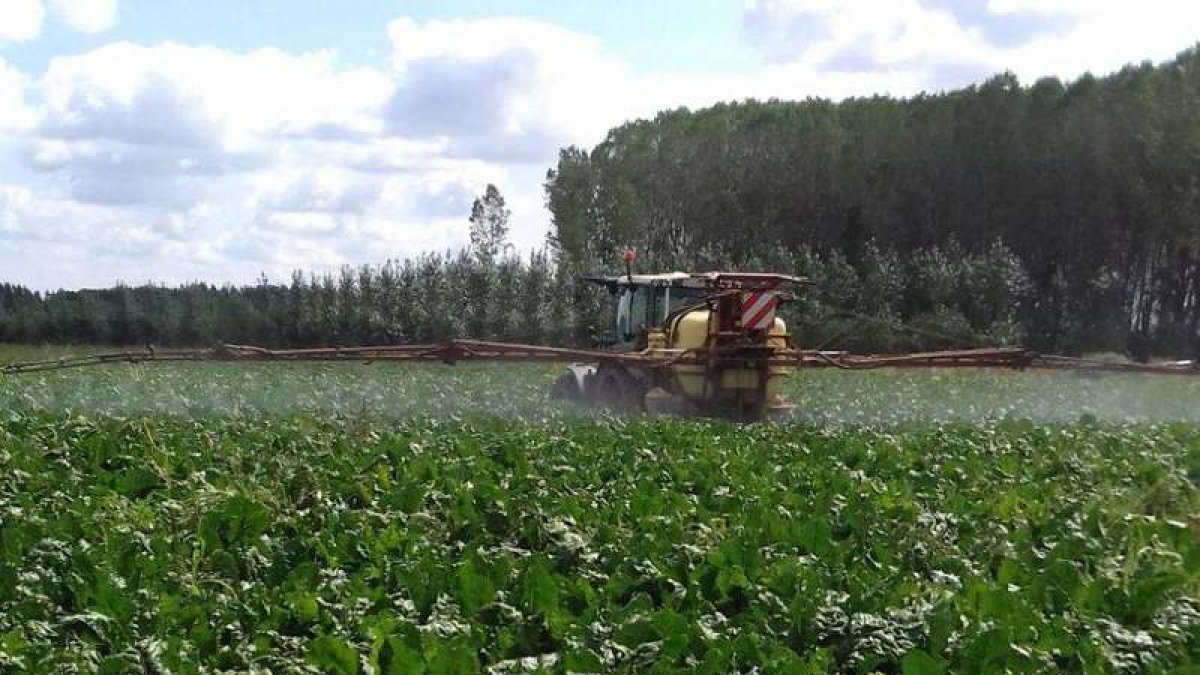 Un agricultor aplica un tratamiento en una parcela de Miñambres de la Valduerna.