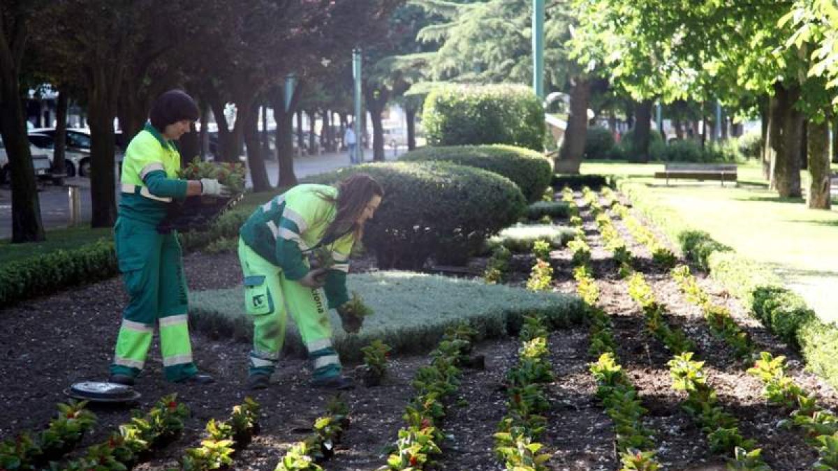 Operarios del servicio de Jardines plantan flores en la zona de la Condesa.