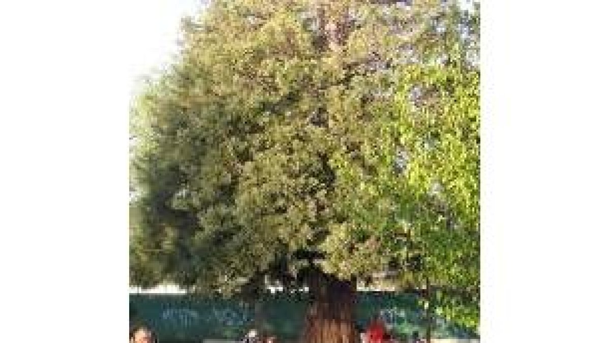 Imagen de la secuoya del Gil y Carrasco que ahora está enferma