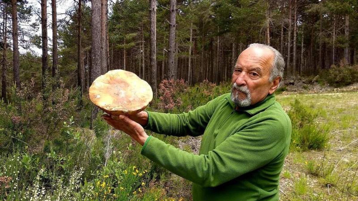 Eugenio Juan Gómez de Cantharellus, muestra el boletus pinícola de 28 centímetros de diámetro y 1,5 kilos. DL