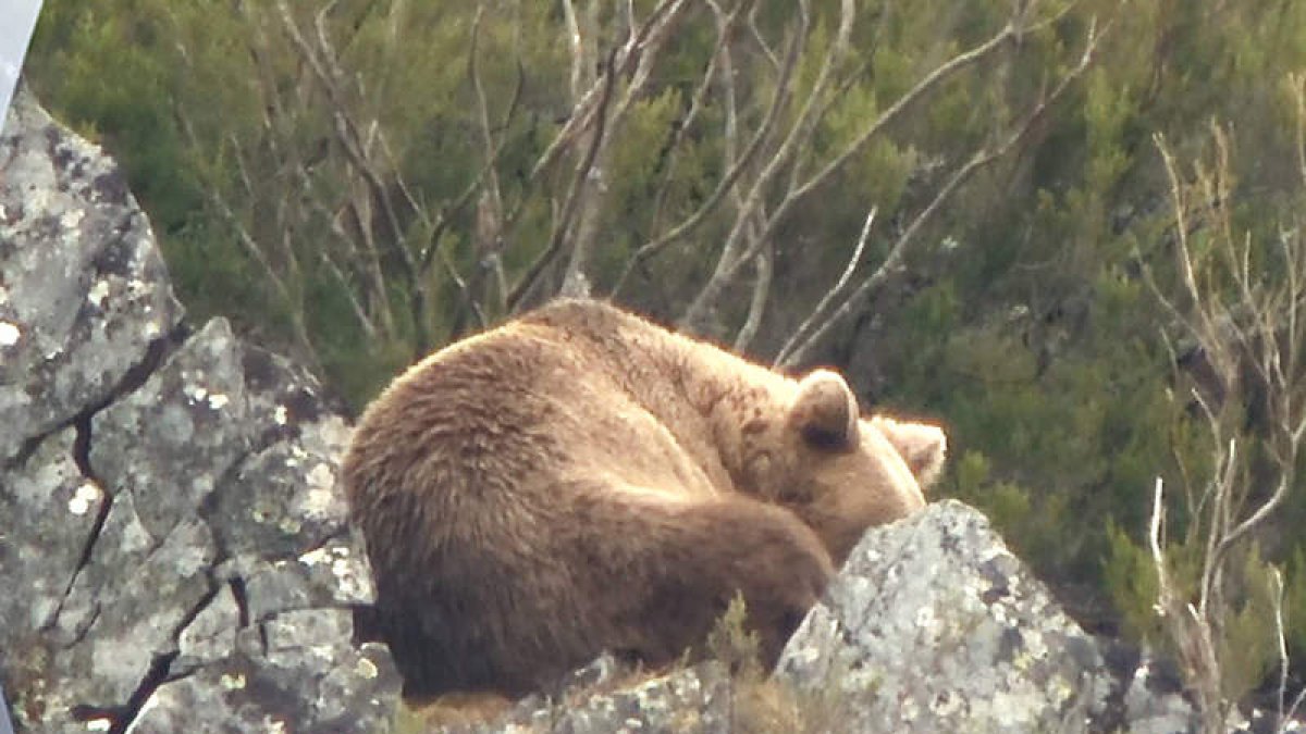 Un momento de la grabación de Daniel Fernández de un oso a punto de dormirse. ARAUJO