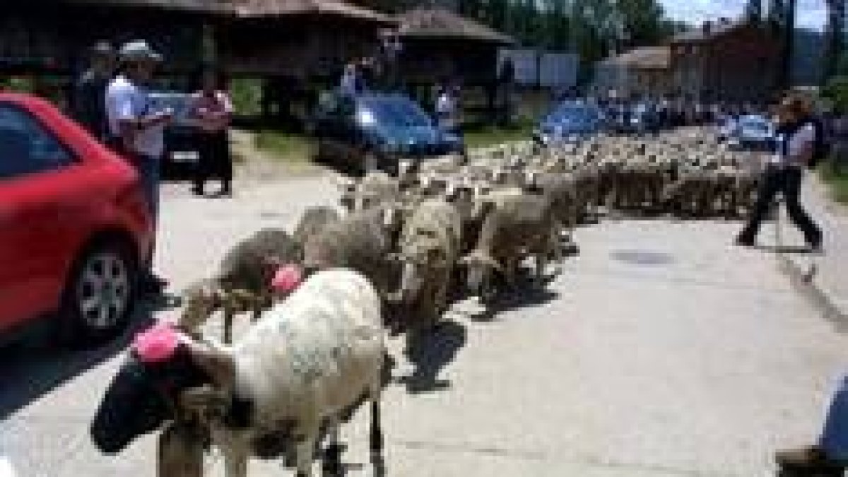 La localidad de Prioro y la trashumancia están ligados desde tiempos inmemoriales