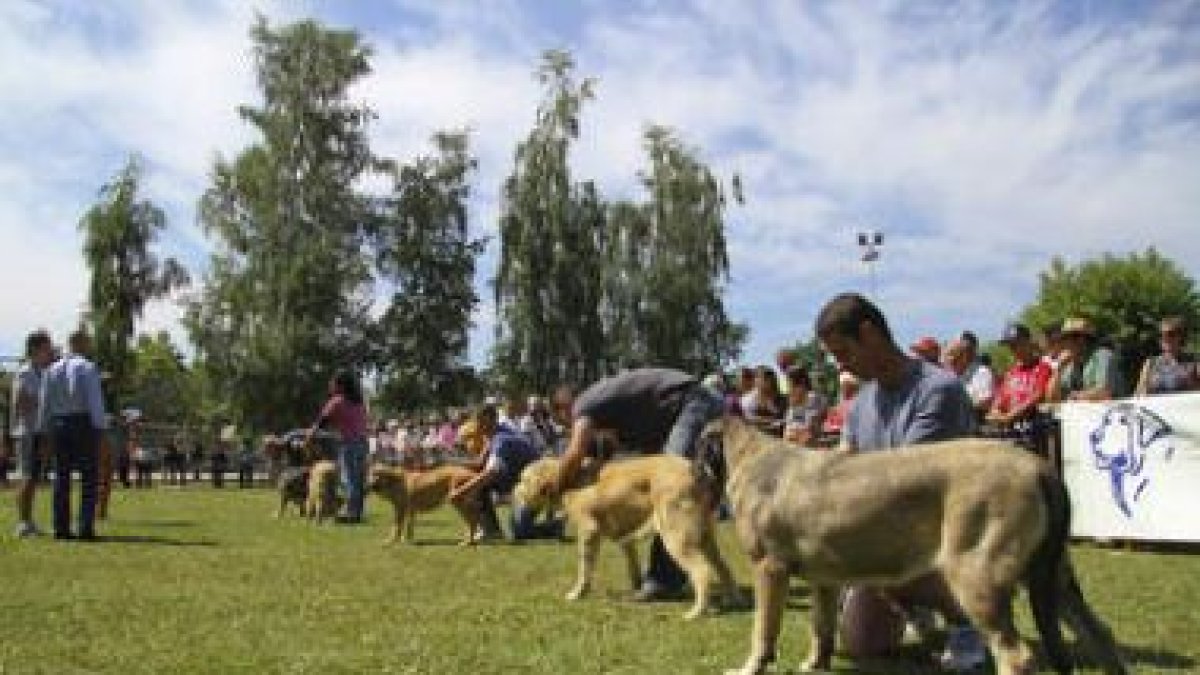 Los perros mastines en la exposición monográfica de Veguellina de Órbigo celebrada ayer.
