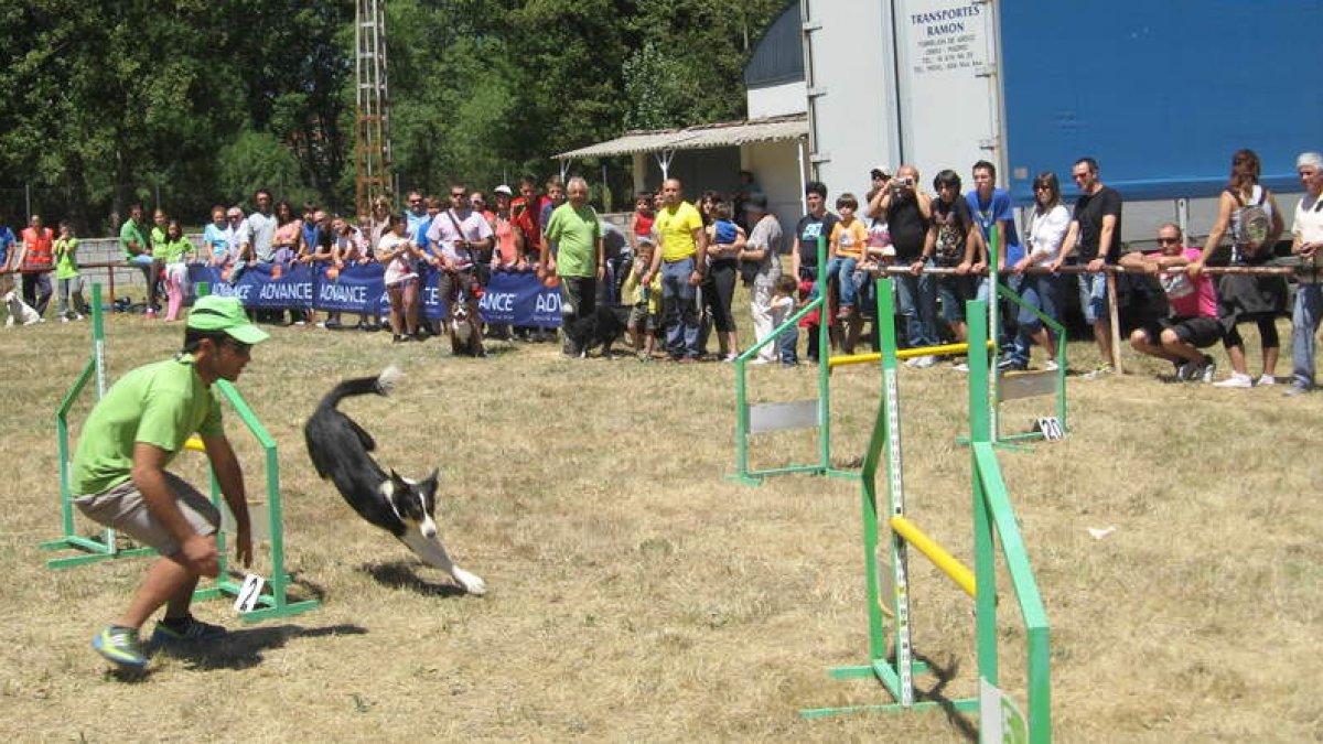 Una de las pruebas consistía en que los perros demostraran su habilidad sorteando obstáculos.