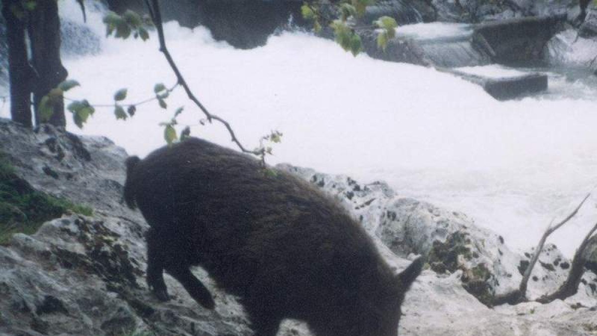 Algunos acotados organizan estos días cacerías para el jabalí o para el control de predadores.