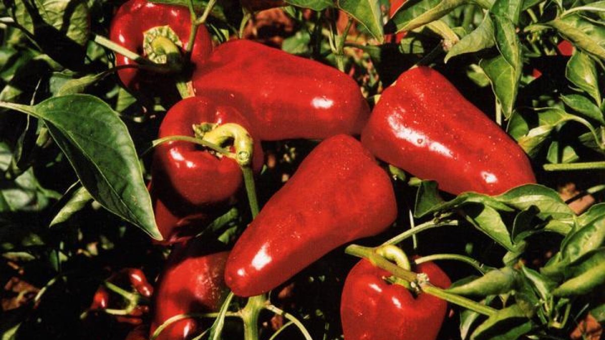 Pimientos del Bierzo a punto de ser recolectados.