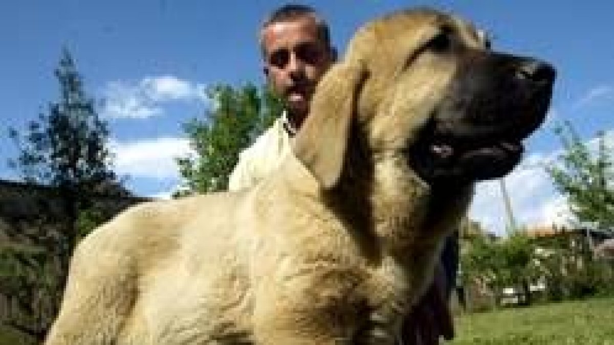 Mario Alonso presenta al cochorro Olmo de los Zumos en la finca que el criador tiene en Azadinos