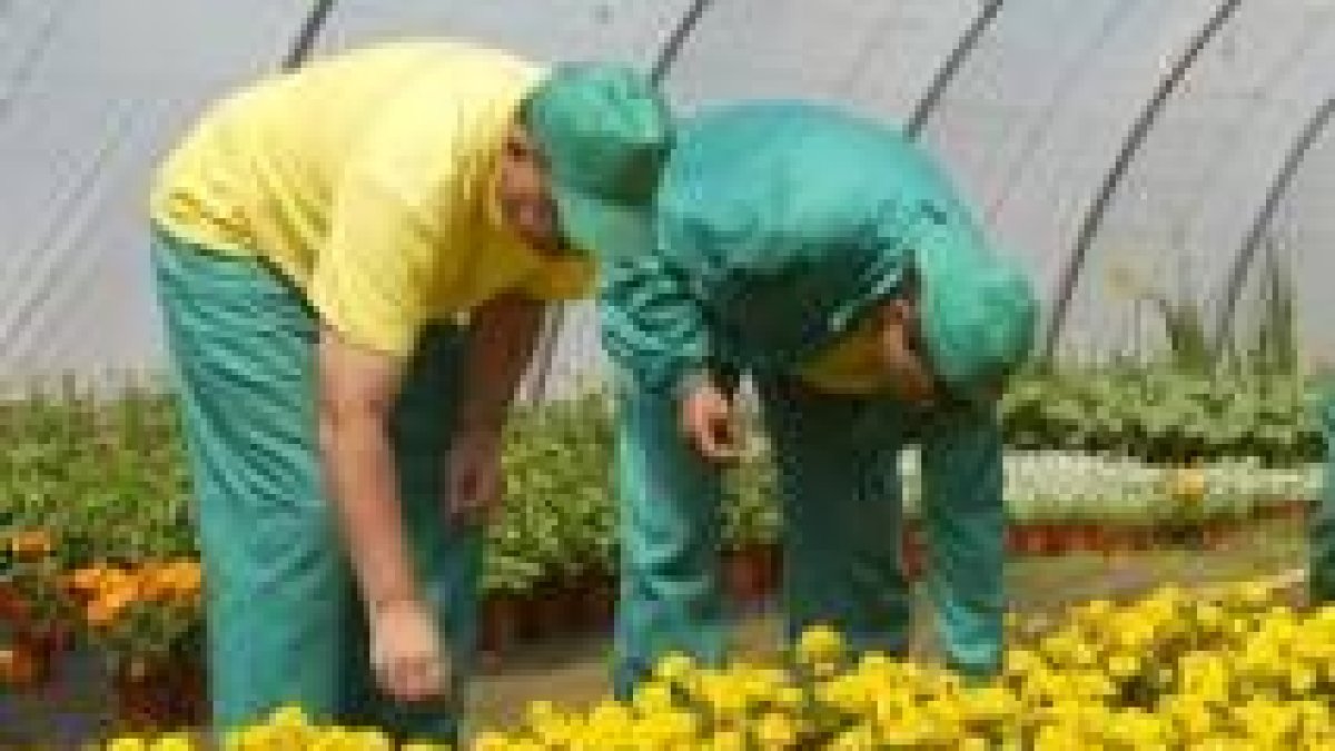 Uno de los cursos formará a operarios y operarias de viveros y jardines