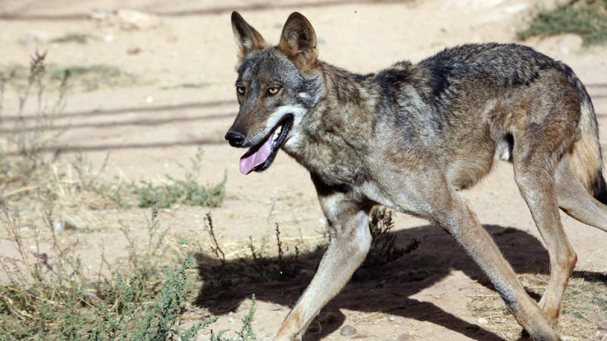 El lobo se considera en Asturias como una especie protegida por lo que su caza está prohibida.