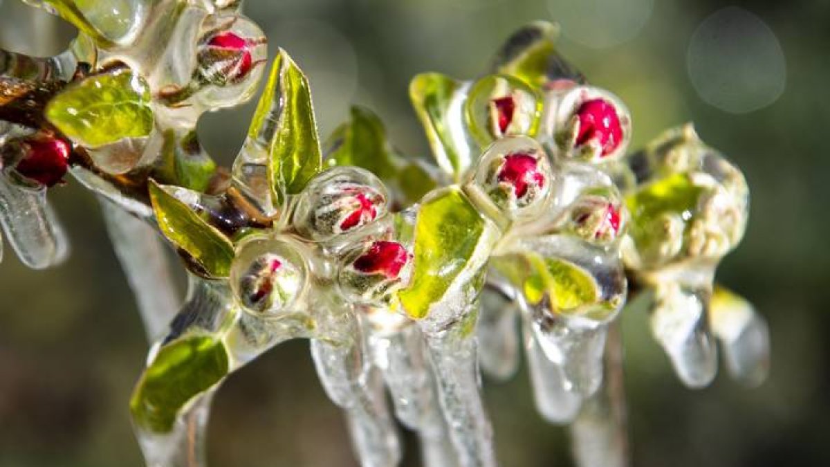 hielo2