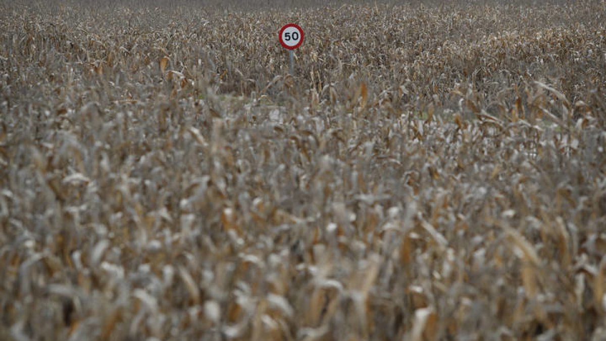 Imagen de un campo de maíz en la provincia. JESÚS F. SALVADORES