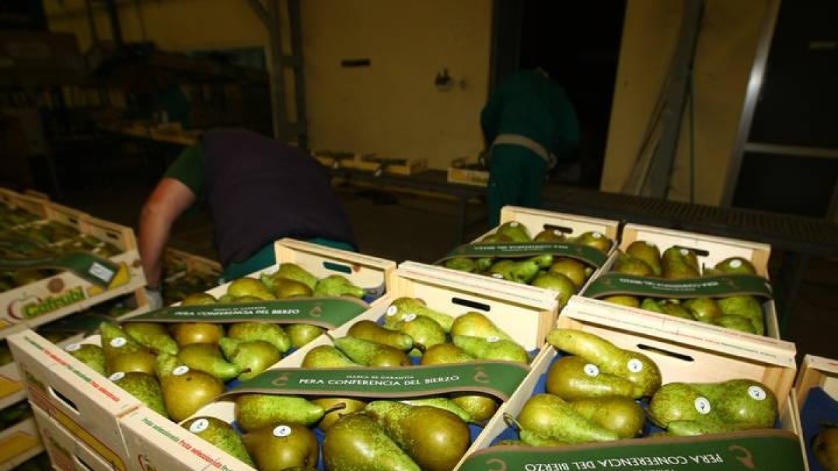 Pera conferencia almacenada en una cooperativa frutícola del Bierzo.