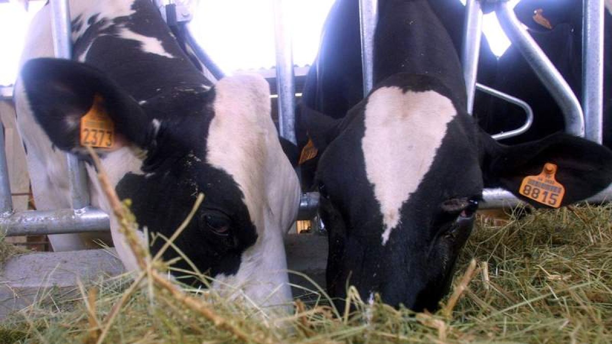 La Junta ultima las ayudas para los ganaderos que produzcan menos leche de vaca. JESÚS
