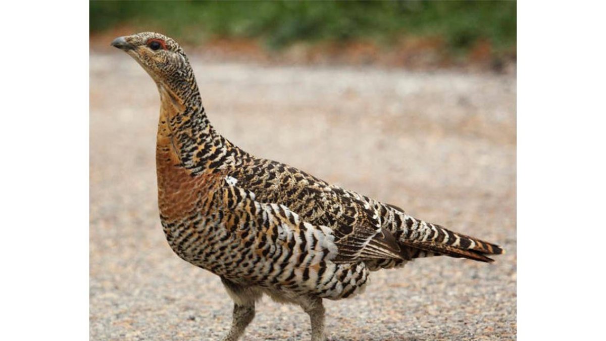 La mejora del hábitat es esencial para la subespecie. CAMPOS