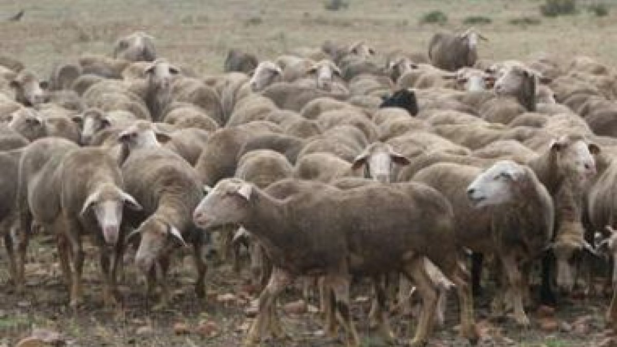 En España hay censadas casi 20 millones de ovejas.