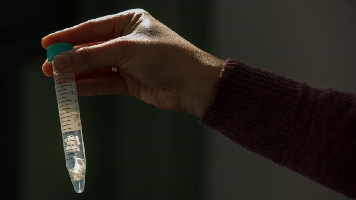 Las células madre tienen la capacidad de convertirse en cualquier otra célula del tejido donde residen y de autorregenerarse.