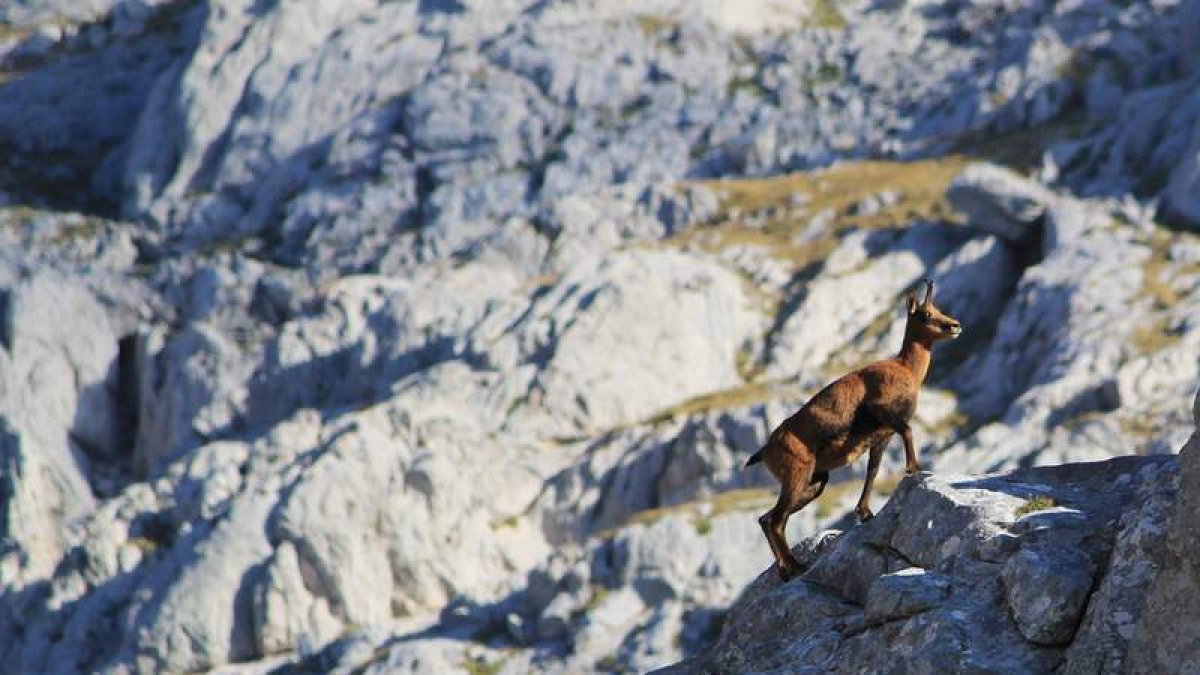 Los parques nacionales cuentan con la máxima figura de protección natural.