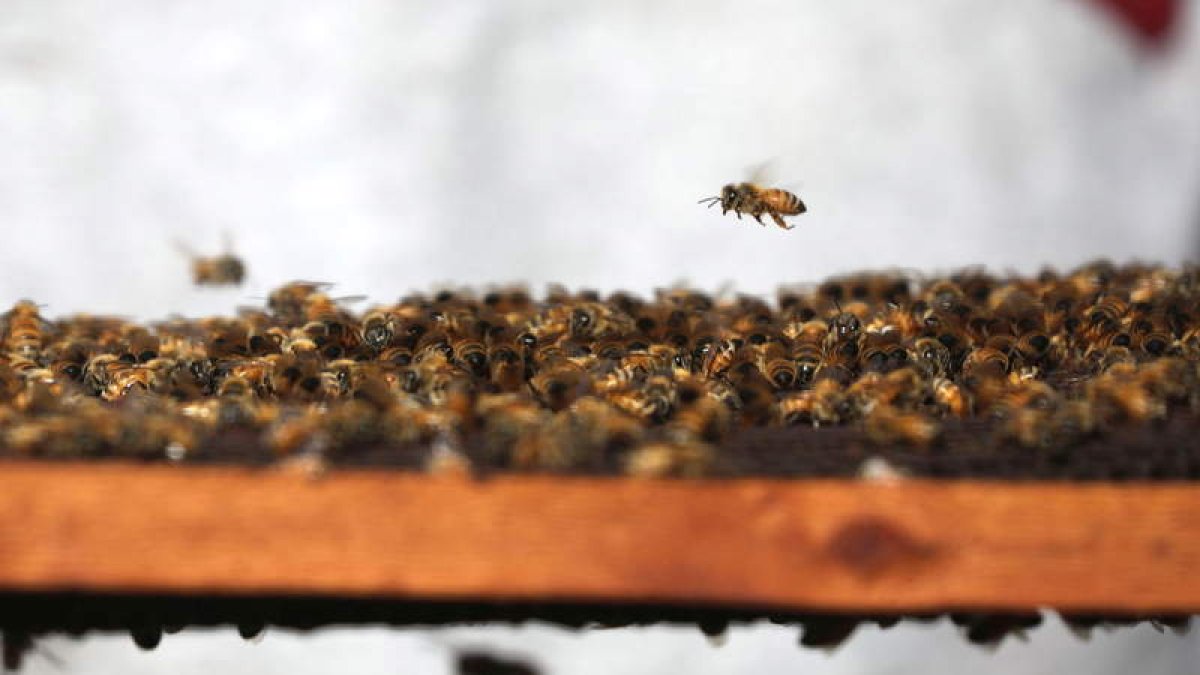 Abejas sobre un panal. efe
