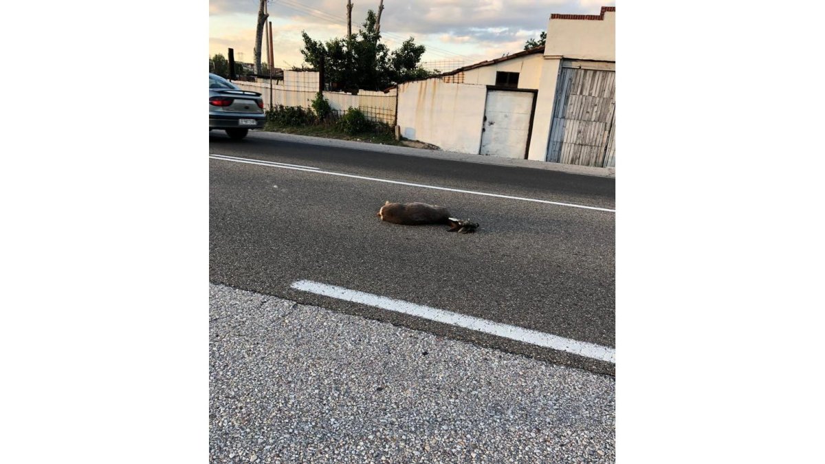 Un corzo fue atropellado en la carretera de Asturias hace unos días