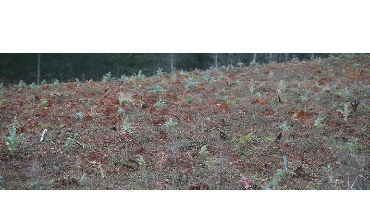 Plantación de eucaliptos en un monte de la comarca que antes estaba ocupada por un pinar.