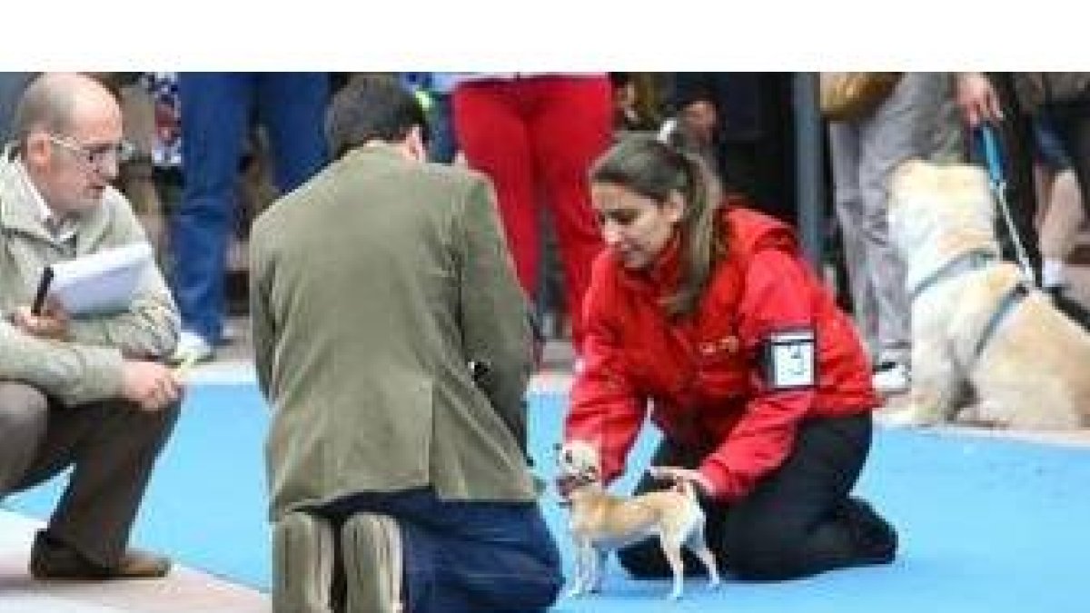 Cada perro desfilaba acompañado de su dueño sobre la alfombra