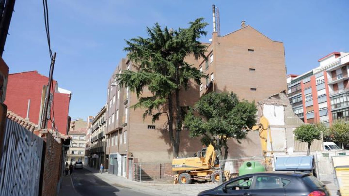 El árbol que ha sido talado.