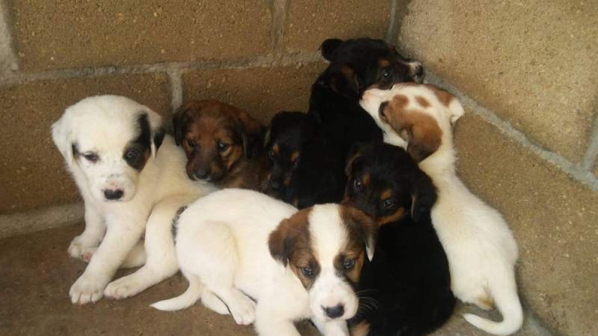 Los cachorros están en un pequeño cubículo de aislamiento. DL