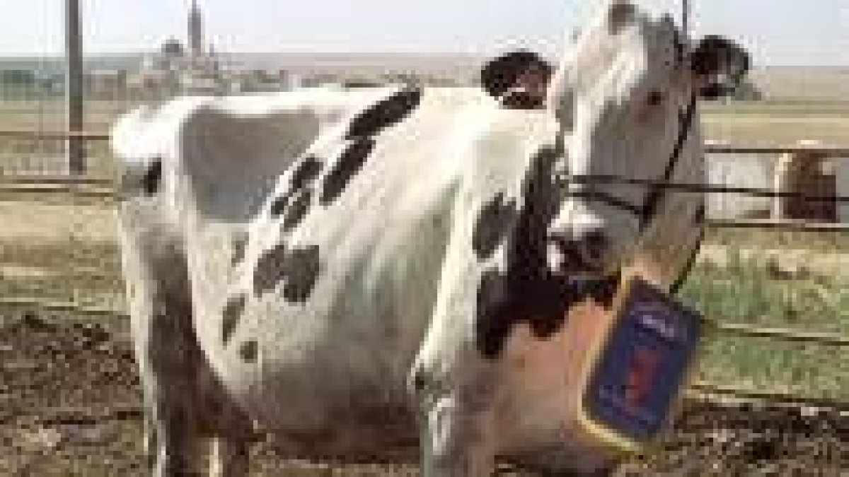 La vaca frisona «Papote» galardonada en el certamen de Toral de los Guzmanes
