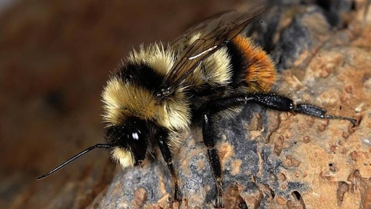Un abejorro europeo de la especie 'Bombus cullumanus'