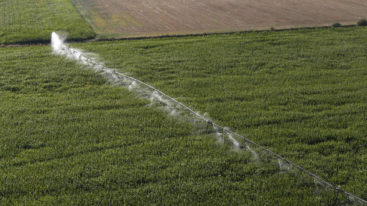 Las organizaciones agrarias ven peligrar el monocultivo del maíz por la nueva PAC. FERNANDO OTERO