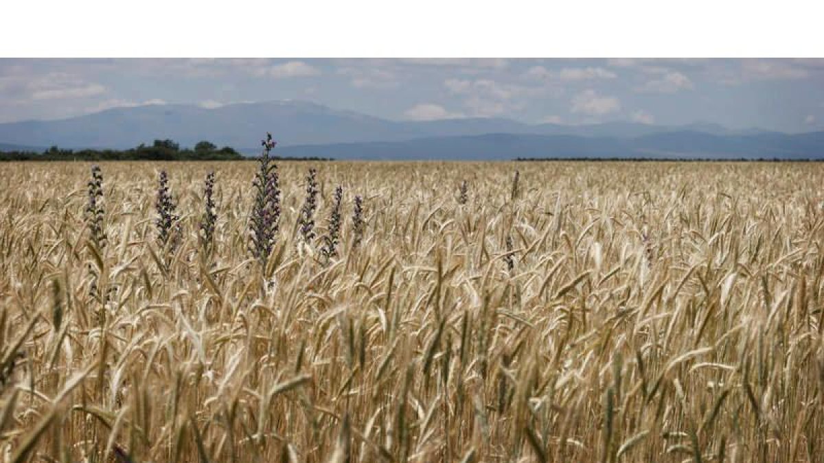 Campo de trigo en Estébanez de la Calzada. jesús f. salvadores
