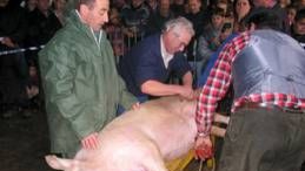 Numeroso público asistió a la matanza del gocho en Cistierna