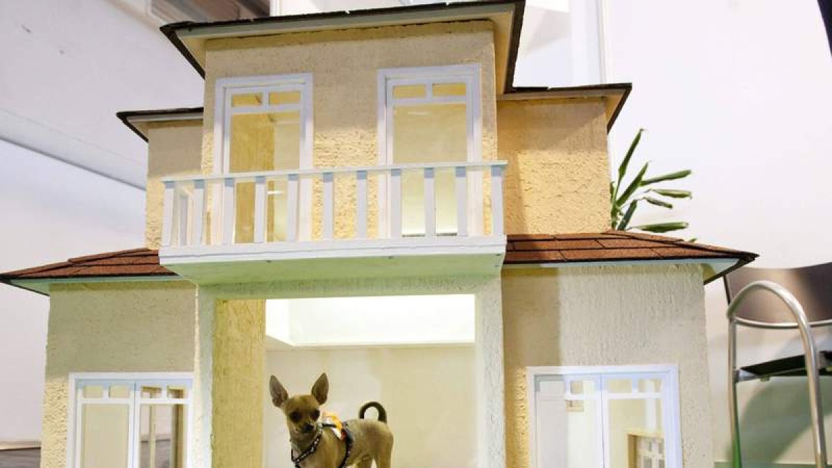 Un perro chihuahua llamado ‘Amy’, dentro de una mansión para perros en una feria canina.