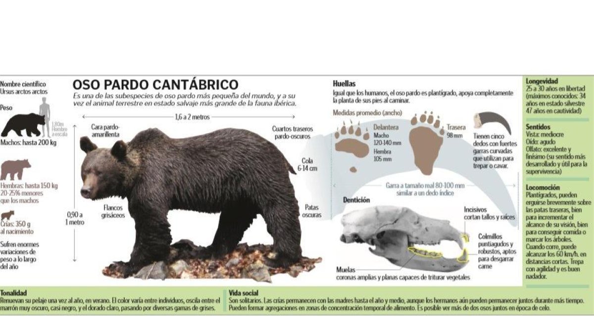 oso2