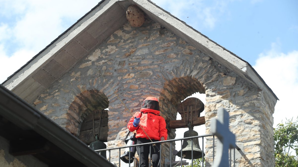 Recorrido fotográfico sobre el trabajo de una especialista en control de plagas en plena actuación para retirar nidos de avispas velutinas en una iglesia de Corullón, un desván y un árbol.