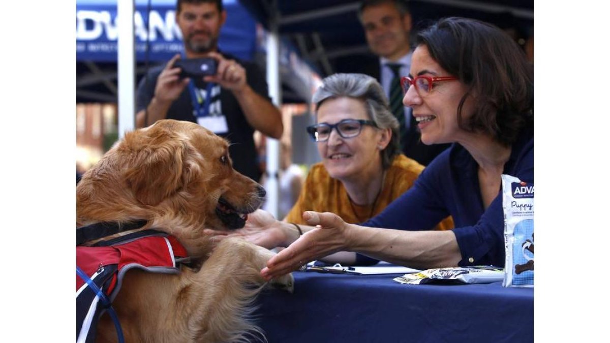 Desfile canino popular en el que participan, entre otros perros, varios ejemplares de la Protectora de Animales de León listos para ser adoptados