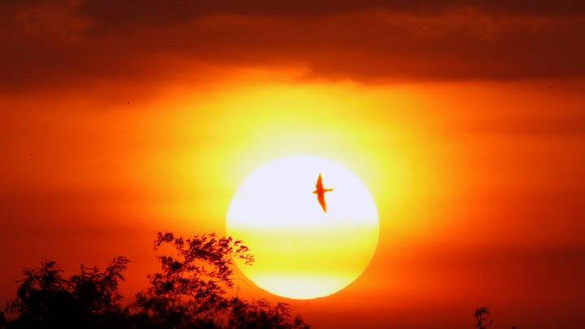Un pájaro surca el cielo mientras el sol se posa en el horizonte. FRANCIS R. MALASIG