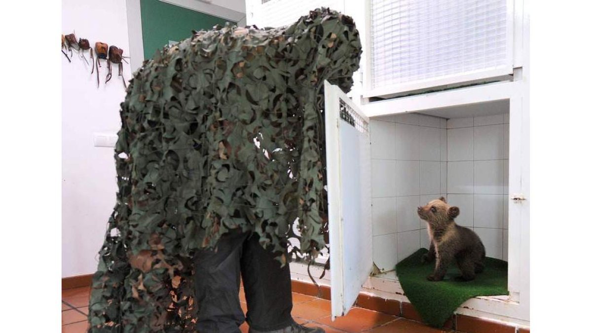 Jimena observa cariacontecida al veterinario que se la acerca cubierto por una manta de camuflaje.