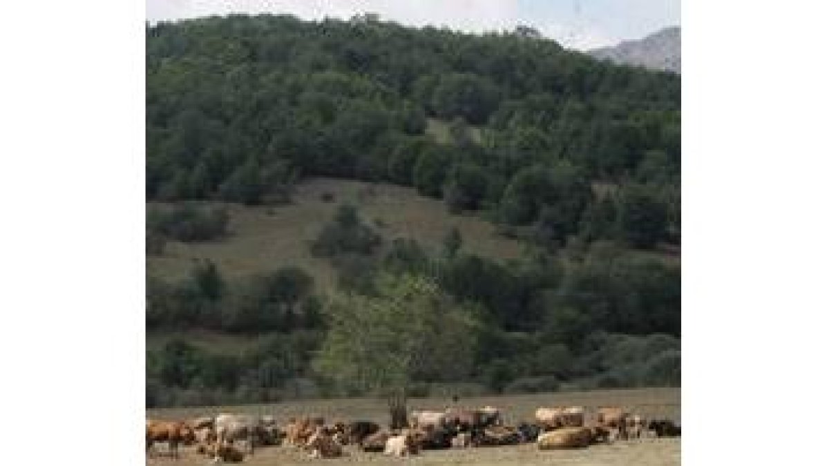 Un rebaño de vacas sestea en un puerto cerca de Maraña