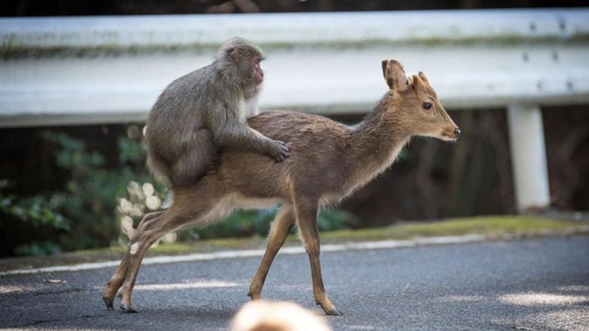 Un intento de cópula de un macaco japonés sobre una hembra de ciervo sika.