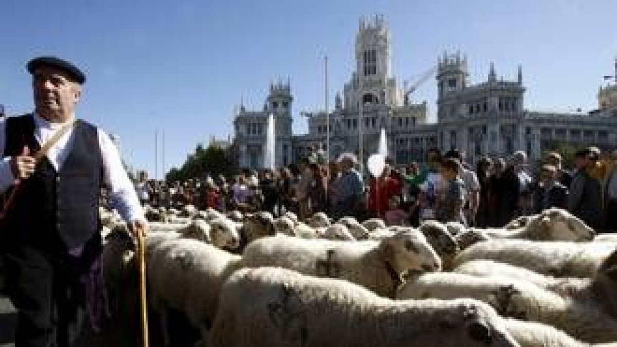 El rebaño de mil ovejas volvió a atravesar otro año más las calles de la capital de España