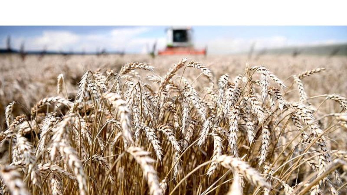 Campo de cereal. efe