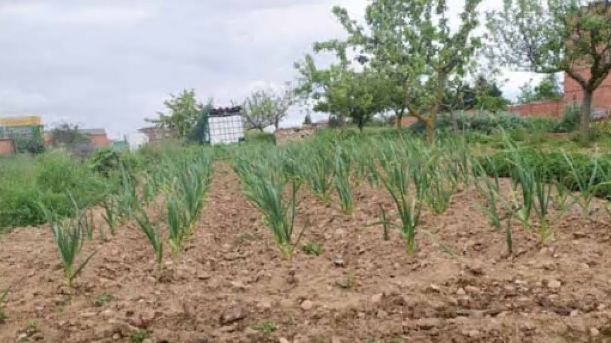 Huerta