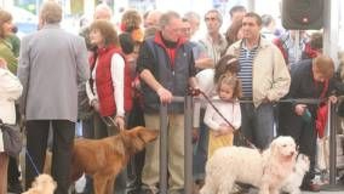 El concurso de la Real Sociedad Canina de España está abierto a todas las razas existentes